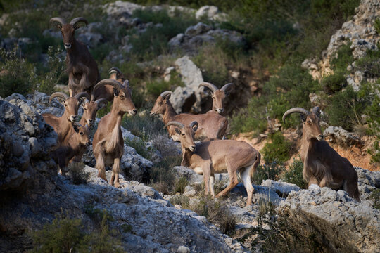 Wild arrui goats in their natural mountain habitat