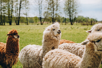 Fototapeta premium Alpacas graze in the spring meadow high in the mountains.
