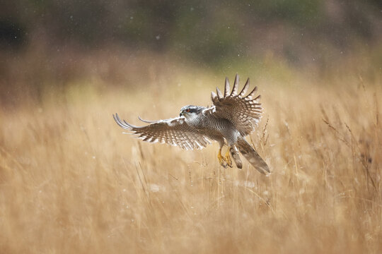 Female northern goshawk in flight over grassy field