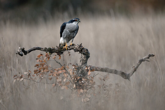 Northern goshawk perched on a branch in serene landscape
