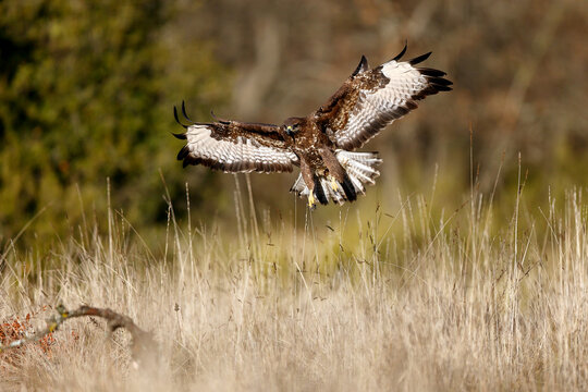 Majestic eagle landing in a grassy field
