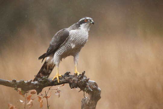 Female northern goshawk perched on a branch in nature