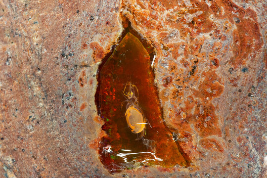 Opal fossil in rugged stone surface