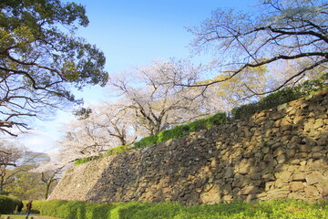 福岡市の福岡城址石垣と満開の桜