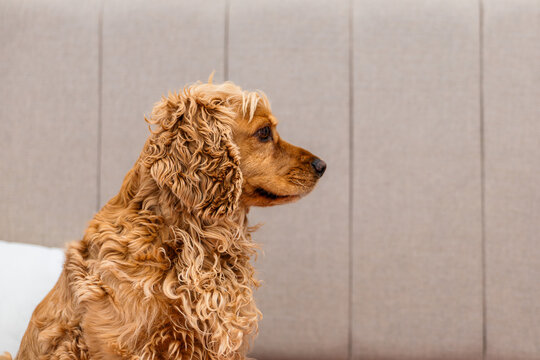 Cocker spaniel relaxing at home