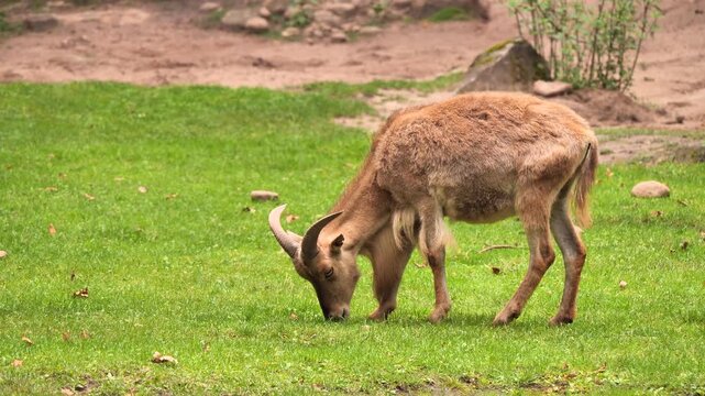 Barbary sheep (Ammotragus lervia) also known as aoudad, eating grass