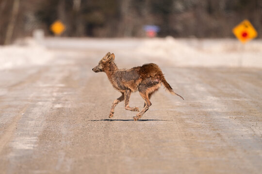 Sad winter scene of a wild coyote covered in mange runs across a country road
