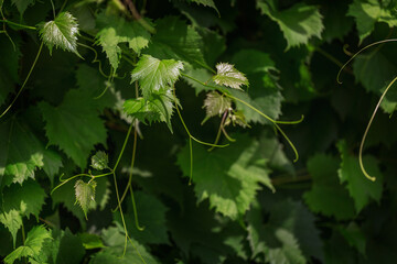 Close view of grape vine leaves illuminated by sunlight rich green foliage abstract natural background agriculture and sustainability concept © svittlana