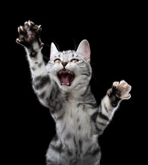 playful silver tabby british shorthair kitten raising paws playing wild on black background