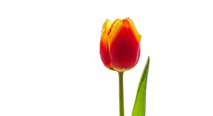 Vibrant Red Tulip on White Background.