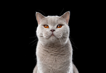 lilac british shorthair cat looking at camera on black background © furryfritz