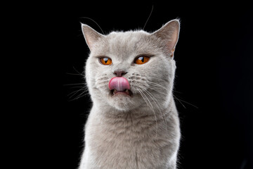 hungry looking lilac british shorthait cat licking mouth portrait on black background © furryfritz