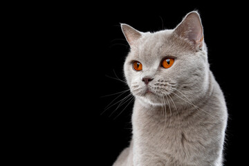 lilac british shorthair cat  looking to the side on black background with copy space © furryfritz