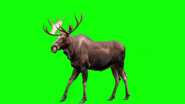 Large Male Bull Moose Walking Side View on Green Screen Background, Realistic 3D Wildlife Animation