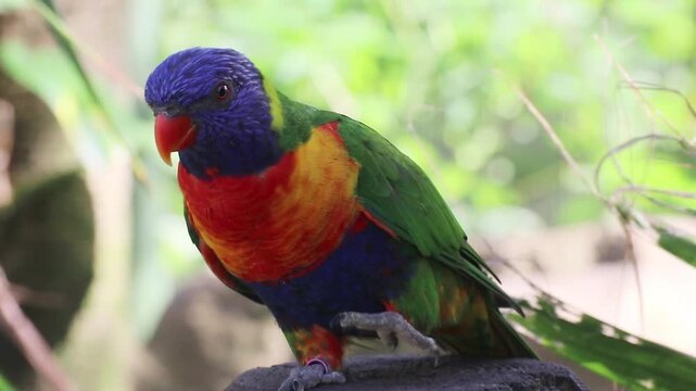 Une jolie perruche en gros plan