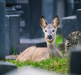 cute deer in the park