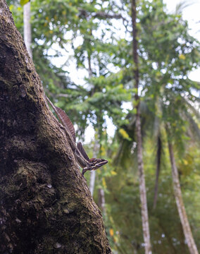 Basilisk and Palms