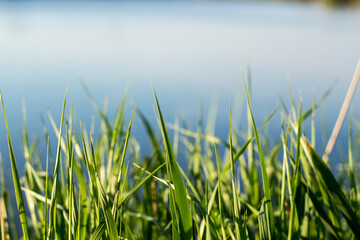 Green grass blades in sharp focus with a blurred blue water background