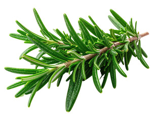 Fototapeta premium Fresh green rosemary sprig with thin needles on a dark background