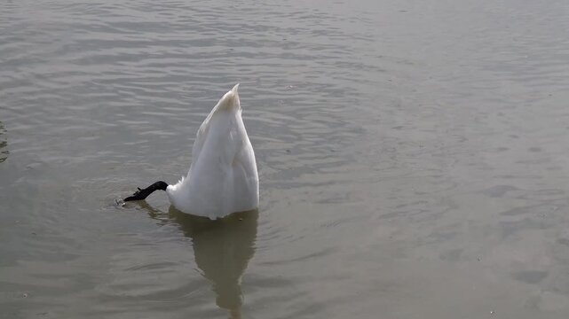 Mute swan in the river at Zemun