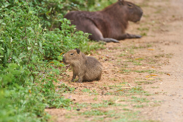 Capybara cub, hydrochoerus hydrochaeris, with its mother in the background, in El Palmar National Park, Entre Rios, Argentina, its natural environment.