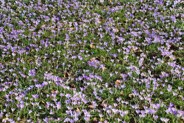 Obraz premium Blooming crocuses (Crocus vernus) forming a purple carpet in early March in Munich.