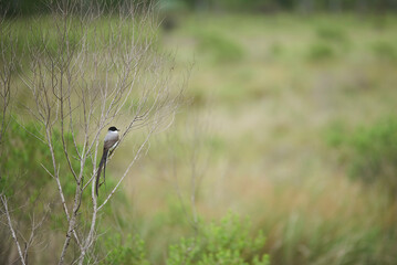 Fork-tailed flycatcher, Tyrannus savana, passerine bird perched on a branch in El Palmar National Park, Entre Rios, Argentina.