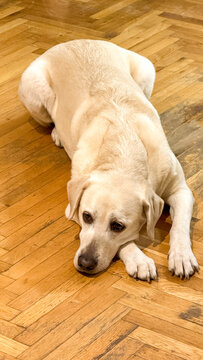 Golden-cream Labrador sprawled on parquet, embodying canine tranquility, resonates with National Pet Day, evokes Hygge-inspired cozy moments