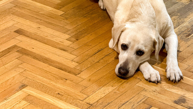 Lone Labrador lounging wistfully on warm parquet, embodying lazy afternoon vibes, evocative of National Relaxation Day and Pet Appreciation Week
