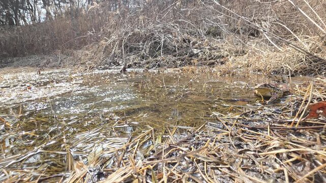 Bufo gargarizans Wetland Movement 1
종 표기: 참두꺼비


