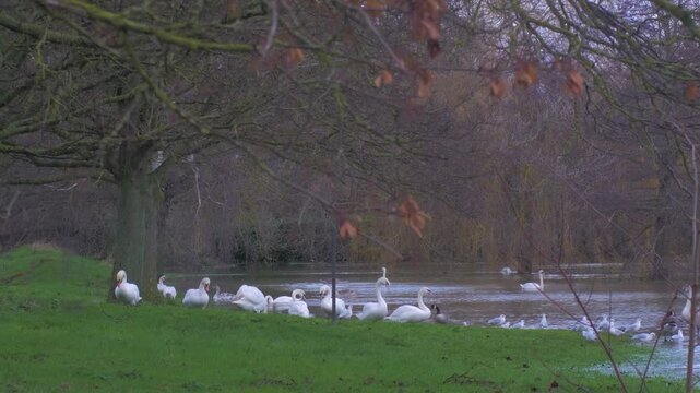 birds, mute swans, Canada geese and black headed gulls feeding on grass in flooded town park under trees