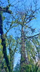 Fototapeta premium Majestic moss-covered Bigleaf Maple tree reaching toward a clear blue sky in a Pacific Northwest forest.