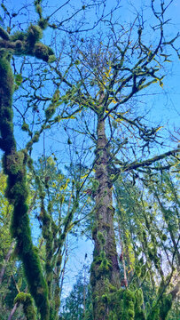 Majestic moss-covered Bigleaf Maple tree reaching toward a clear blue sky in a Pacific Northwest forest.