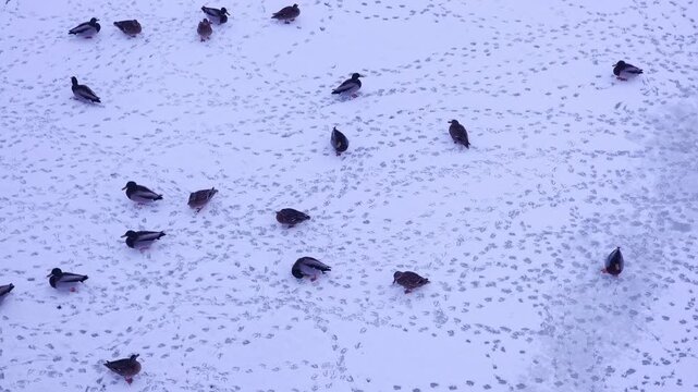 Wild birds, including ducks and pigeons, walking on a frozen river covered with snow, leaving numerous footprints on the ice and flying around in search for food during a cold winter day