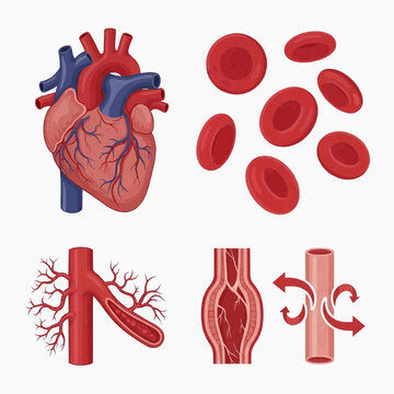 Educational circulatory system heart blood cells arteries vasoconstriction illustration