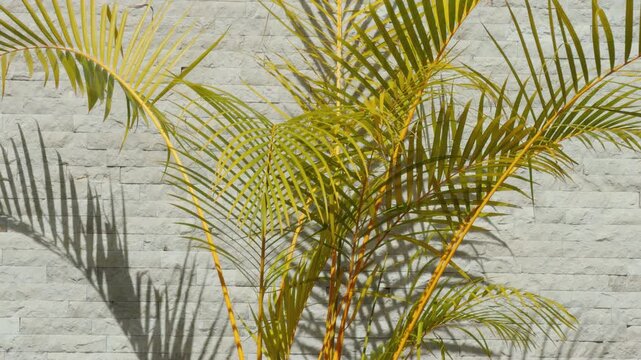 Chrysalidocarpus lutescens, Dypsis lutescens and as golden cane palm, areca palm, yellow palm, butterfly palm, or bamboo palm.. Wailea Beach Path, Kihei, South Maui, Hawaii. 