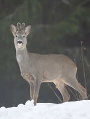 Fototapeta premium Roe buck in the misty forest scenery