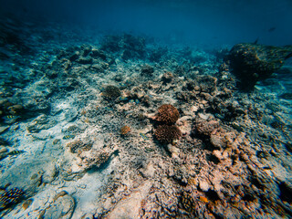 Obraz premium Underwater life among the corals of the Caribbean