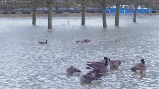 small group of greylag geese and Canada geese preening while standing in flooded city park, more Canada geese and a mute swan in background