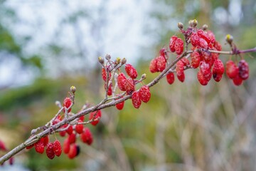 サンシュユの赤い実 秋から冬の庭園の風景 薬草のクローズアップ
