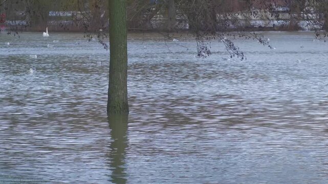 tree in middle of flooded city park, water flowing around tree trunk, gulls and swan in distant background