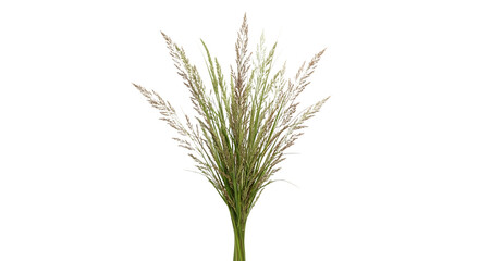 A green plant with a long stem and leaves isolated on transparent background