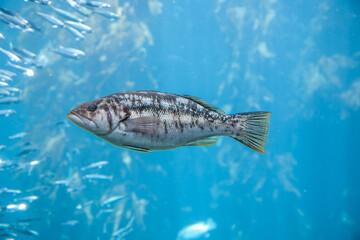 persch swimming in the ocean © travelview
