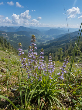 Menyanthes trifoliata in Jizerske Mountains, Northern Bohemia, Czech Republic