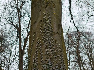 Fototapeta premium Detailed view of beech tree bark fungi. Close examination of beech trunk with fungi and lichen