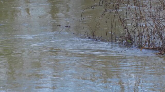 close up, fast moving flood water swirls around vegetation shrub. brown mud silt