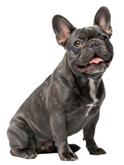 black french bulldog sitting on a white background