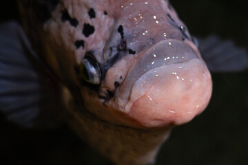 Fototapeta premium Detailed macro close-up of koi carp face underwater. Texture, scales and natural aquatic background with shallow depth of field