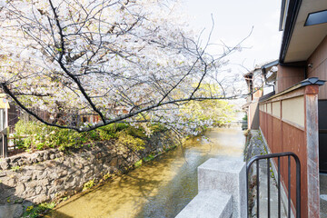 京都・祇園白川と桜