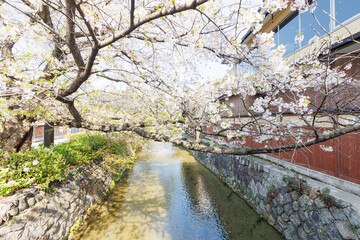 京都・祇園白川と桜